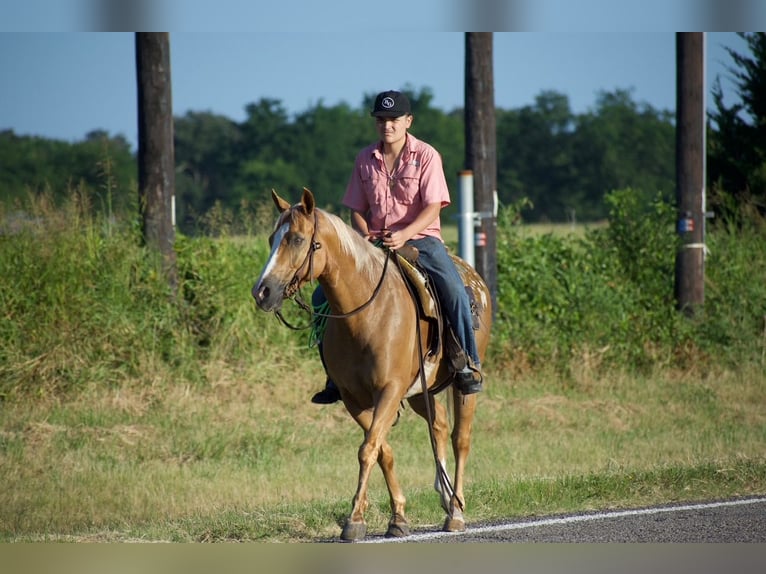 American Quarter Horse Gelding 9 years 15 hh Palomino in Sulphur Springs