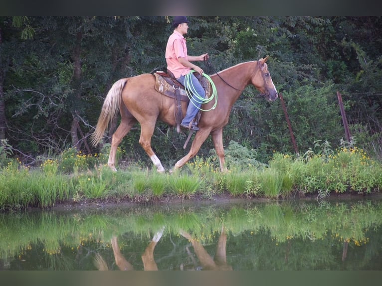 American Quarter Horse Gelding 9 years 15 hh Palomino in Sulphur Springs