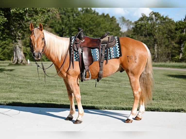 American Quarter Horse Gelding 9 years 15 hh Palomino in Dalton