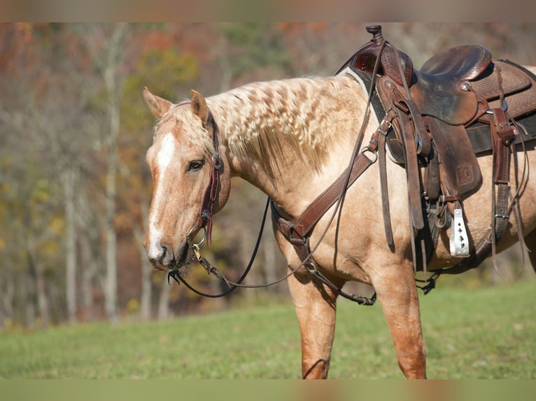 American Quarter Horse Gelding 9 years 15 hh Palomino in Needmore, PA