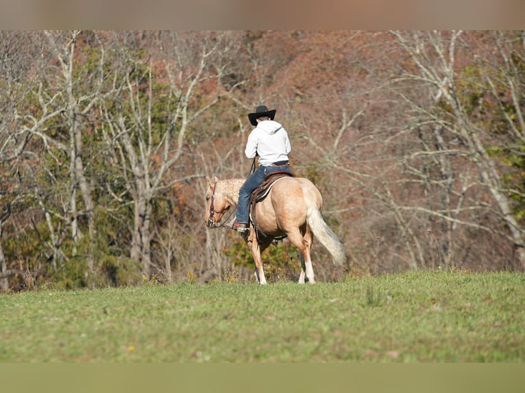 American Quarter Horse Gelding 9 years 15 hh Palomino in Needmore, PA