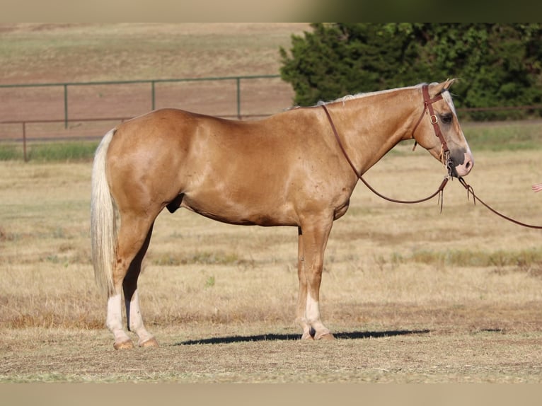 American Quarter Horse Gelding 9 years 15 hh Palomino in Cleburne TX