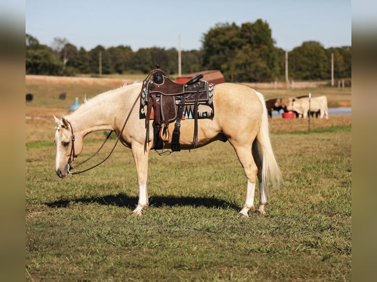 American Quarter Horse Gelding 9 years 15 hh Palomino in Mt Hope AL