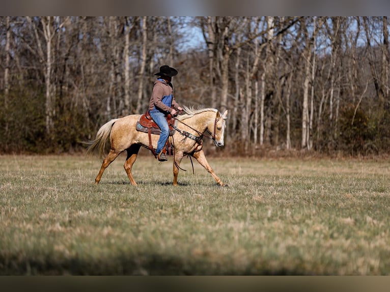 American Quarter Horse Gelding 9 years 15 hh Palomino in Santa Fe TN