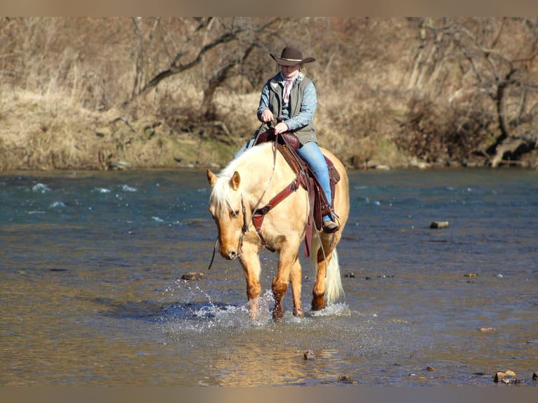 American Quarter Horse Gelding 9 years 15 hh Palomino in Cooksburg