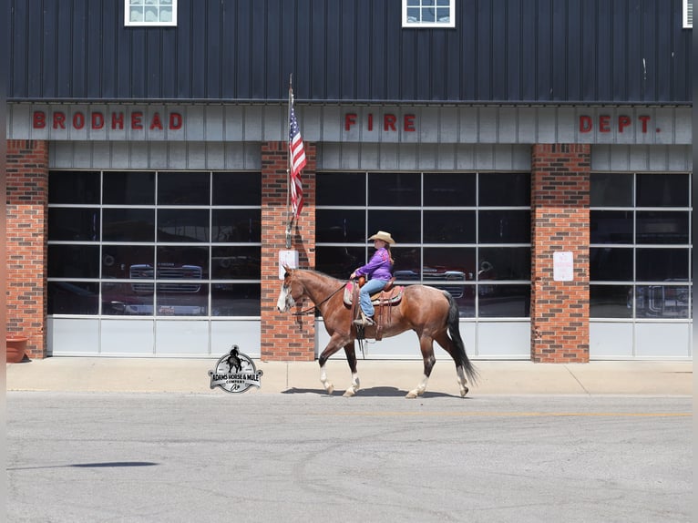 American Quarter Horse Gelding 9 years 15 hh  in Mount Vernon