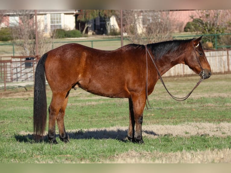 American Quarter Horse Gelding 9 years 15 hh Roan-Bay in Joshua, TX