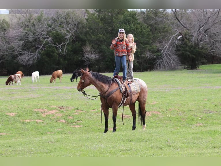 American Quarter Horse Gelding 9 years 15 hh Roan-Bay in Joshua, TX