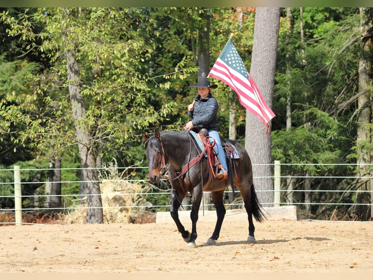 American Quarter Horse Gelding 9 years 15 hh Roan-Bay in Clarion