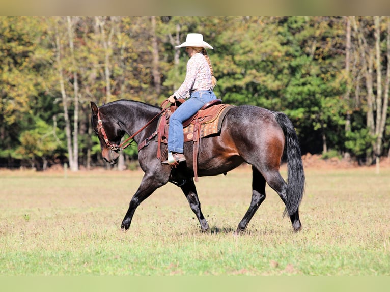 American Quarter Horse Gelding 9 years 15 hh Roan-Bay in Clarion