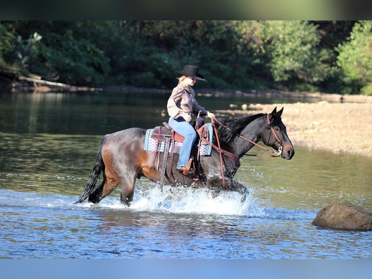 American Quarter Horse Gelding 9 years 15 hh Roan-Bay in Clarion