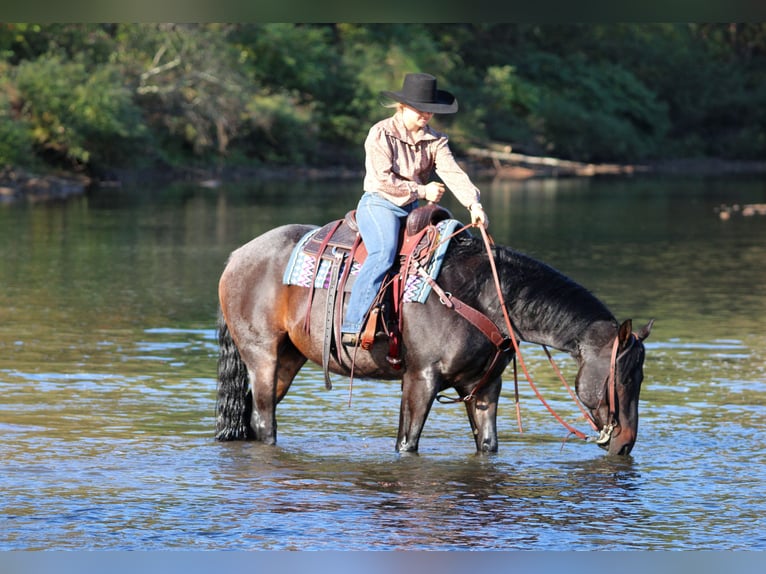 American Quarter Horse Gelding 9 years 15 hh Roan-Bay in Clarion