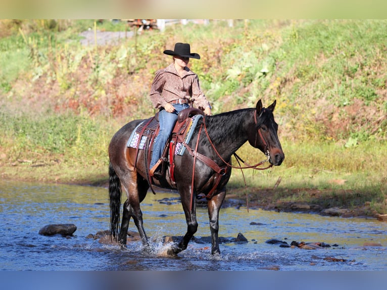 American Quarter Horse Gelding 9 years 15 hh Roan-Bay in Clarion