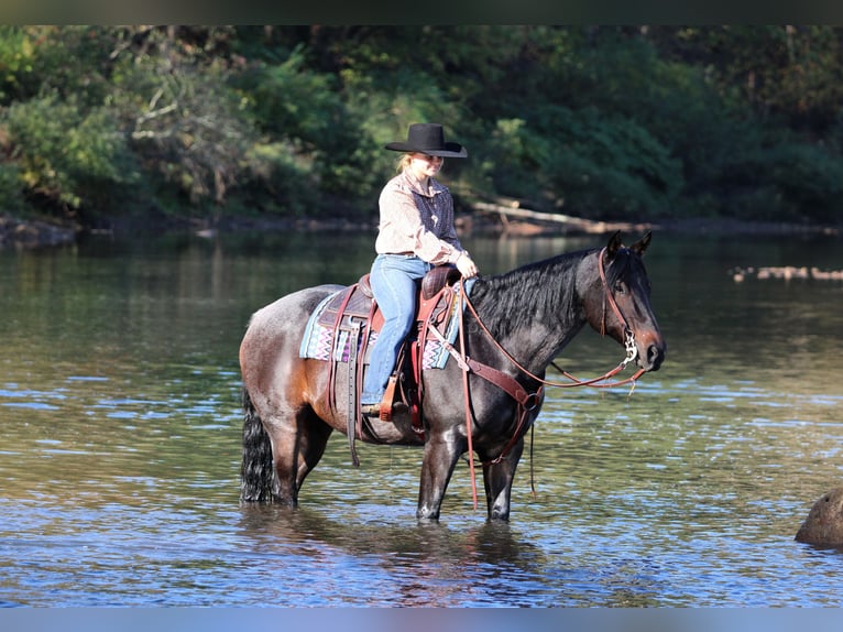American Quarter Horse Gelding 9 years 15 hh Roan-Bay in Clarion