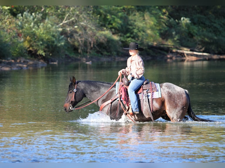 American Quarter Horse Gelding 9 years 15 hh Roan-Bay in Clarion