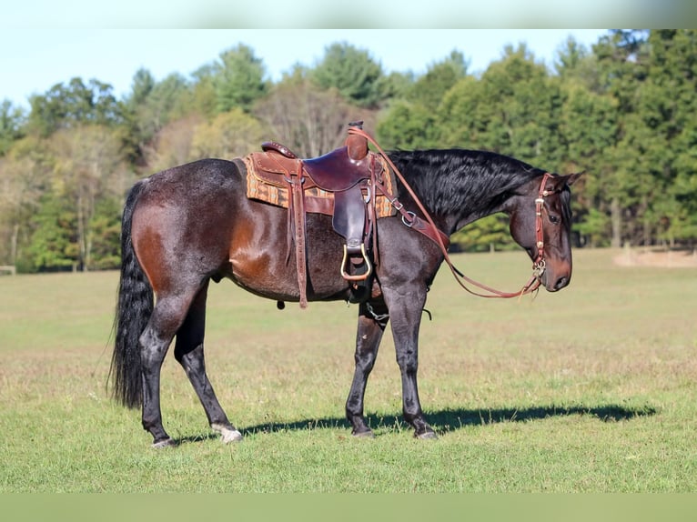 American Quarter Horse Gelding 9 years 15 hh Roan-Bay in Clarion