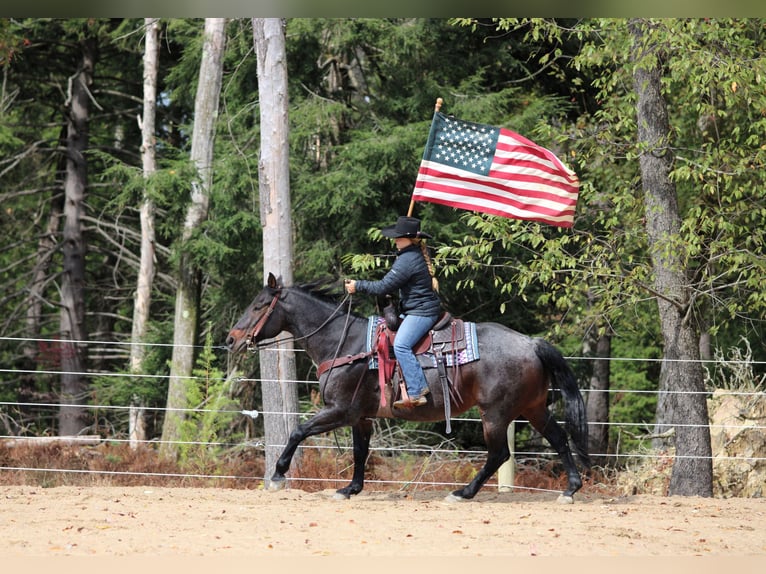 American Quarter Horse Gelding 9 years 15 hh Roan-Bay in Clarion