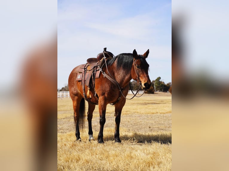 American Quarter Horse Gelding 9 years 15 hh Roan-Bay in Corsica, SD