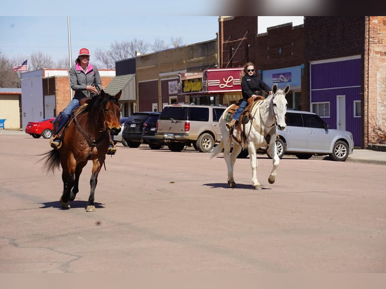 American Quarter Horse Gelding 9 years 15 hh Roan-Bay in Corsica, SD