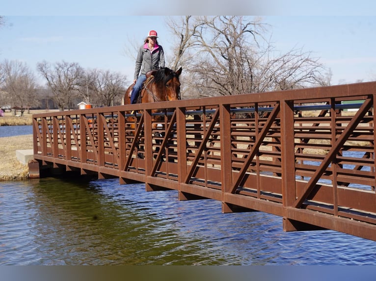 American Quarter Horse Gelding 9 years 15 hh Roan-Bay in Corsica, SD