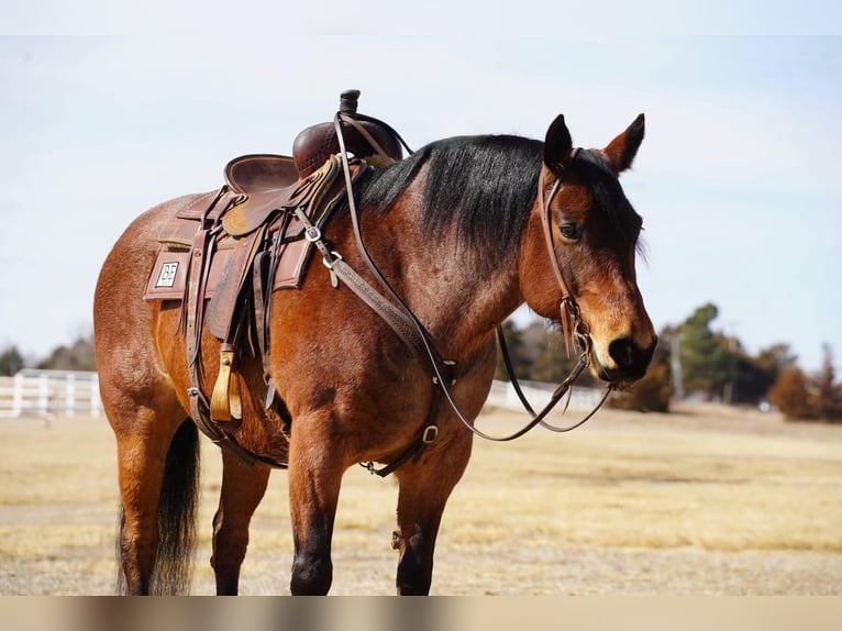 American Quarter Horse Gelding 9 years 15 hh Roan-Bay in Corsica, SD