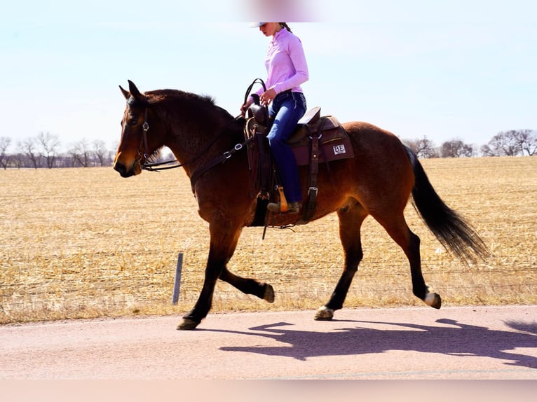 American Quarter Horse Gelding 9 years 15 hh Roan-Bay in Corsica, SD