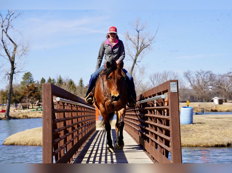 American Quarter Horse Gelding 9 years 15 hh Roan-Bay in Corsica, SD