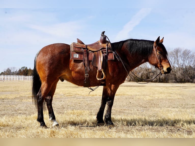 American Quarter Horse Gelding 9 years 15 hh Roan-Bay in Corsica, SD