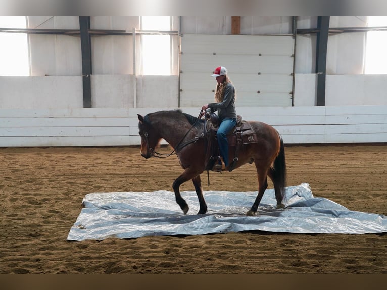 American Quarter Horse Gelding 9 years 15 hh Roan-Bay in Corsica, SD