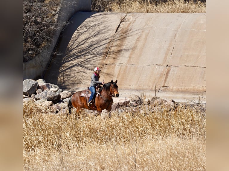 American Quarter Horse Gelding 9 years 15 hh Roan-Bay in Corsica, SD