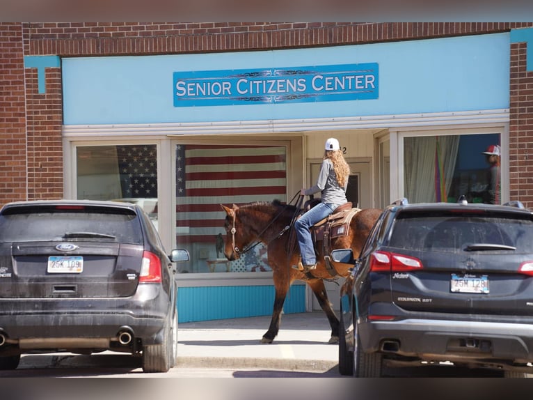 American Quarter Horse Gelding 9 years 15 hh Roan-Bay in Corsica, SD