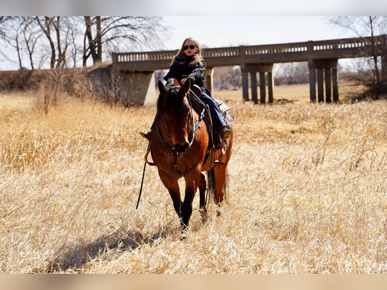 American Quarter Horse Gelding 9 years 15 hh Roan-Bay in Corsica, SD