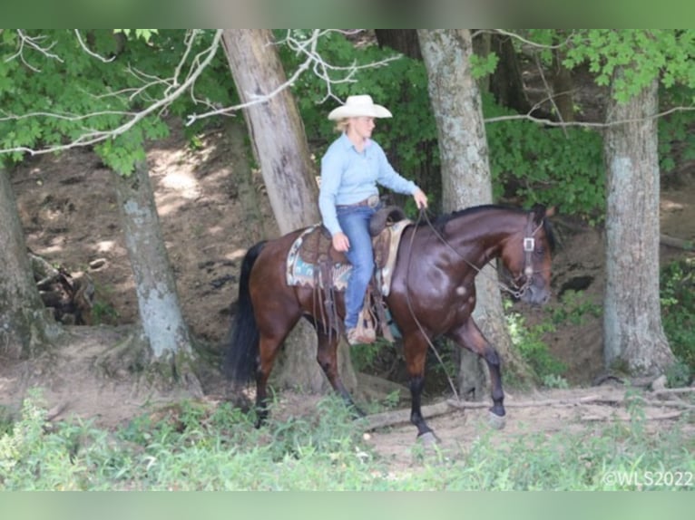 American Quarter Horse Gelding 9 years 15 hh Roan-Bay in Brooksville KY