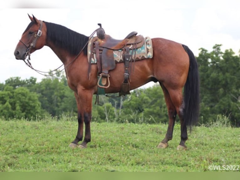 American Quarter Horse Gelding 9 years 15 hh Roan-Bay in Brooksville KY