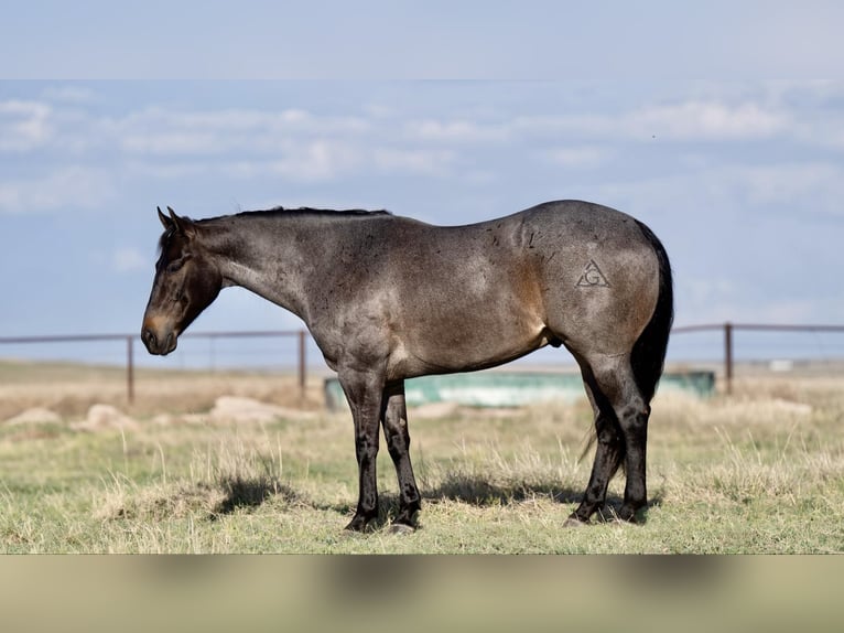 American Quarter Horse Gelding 9 years 15 hh Roan-Bay in Sweet Springs MO