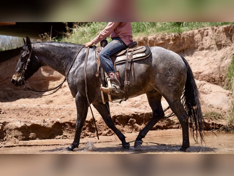 American Quarter Horse Gelding 9 years 15 hh Roan-Bay in Sweet Springs MO