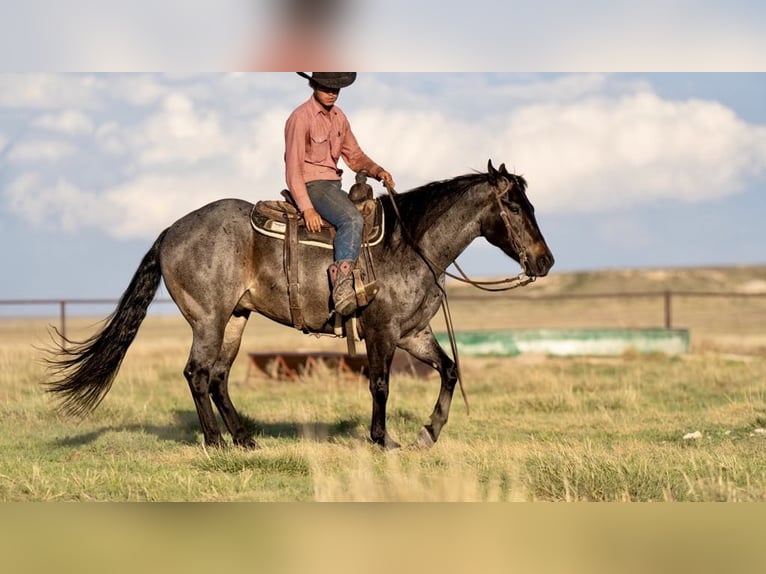 American Quarter Horse Gelding 9 years 15 hh Roan-Bay in sweet Springs MO