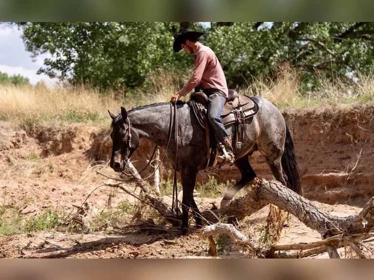 American Quarter Horse Gelding 9 years 15 hh Roan-Bay in sweet Springs MO