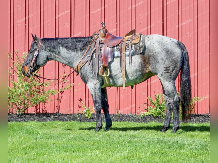American Quarter Horse Gelding 9 years 15 hh Roan-Blue in Brookville