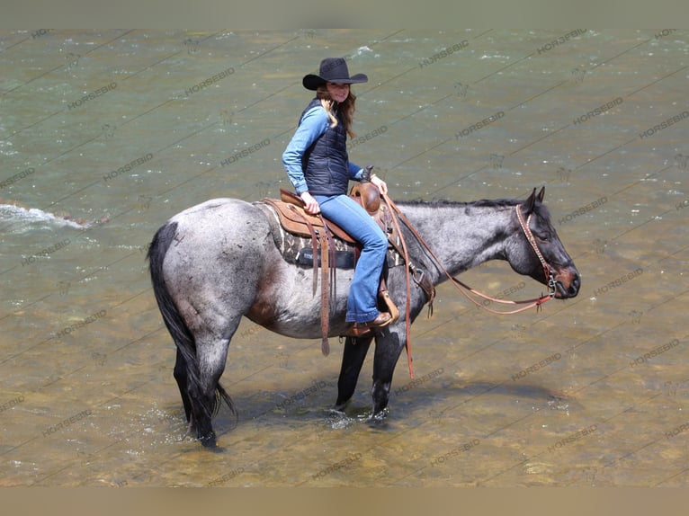 American Quarter Horse Gelding 9 years 15 hh Roan-Blue in Brookville