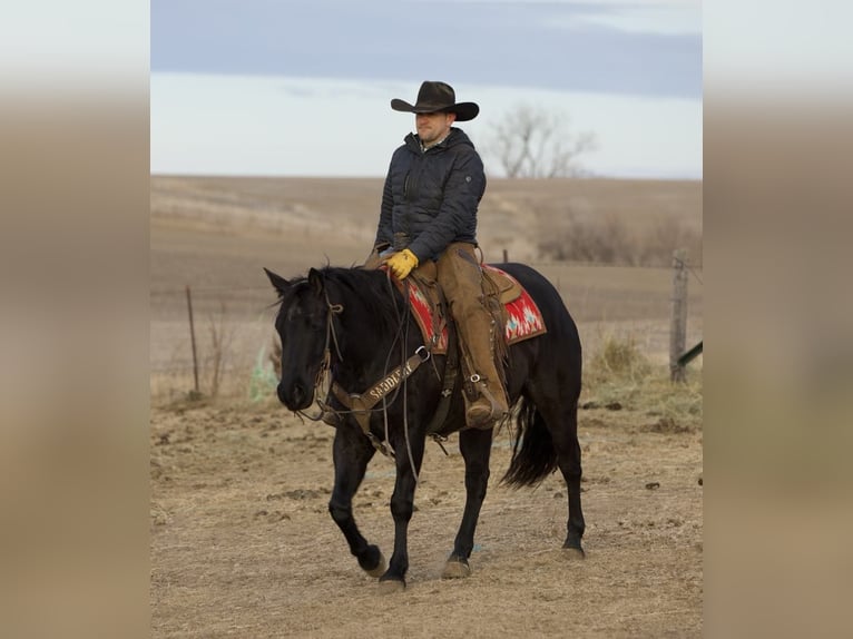 American Quarter Horse Gelding 9 years 15 hh Roan-Blue in Bernard, IA