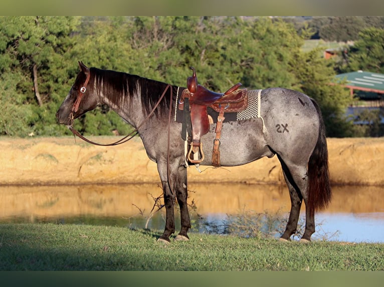 American Quarter Horse Gelding 9 years 15 hh Roan-Blue in Cleburne. TX