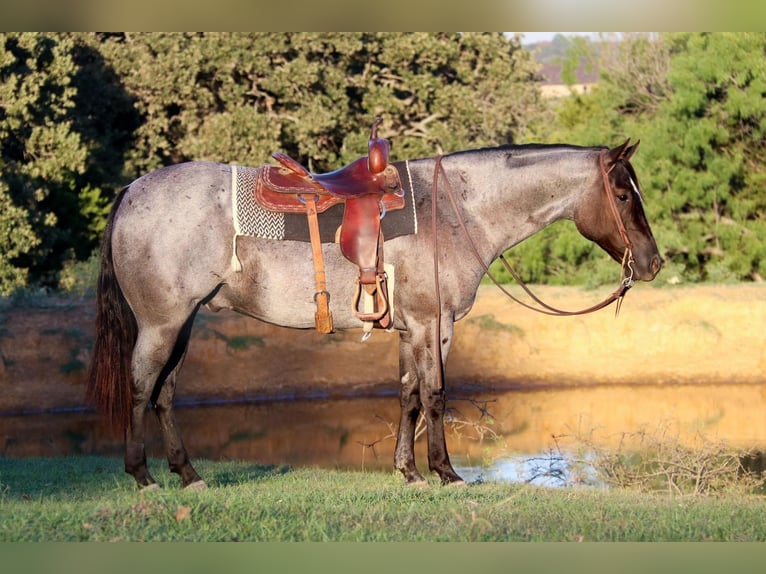 American Quarter Horse Gelding 9 years 15 hh Roan-Blue in Cleburne. TX