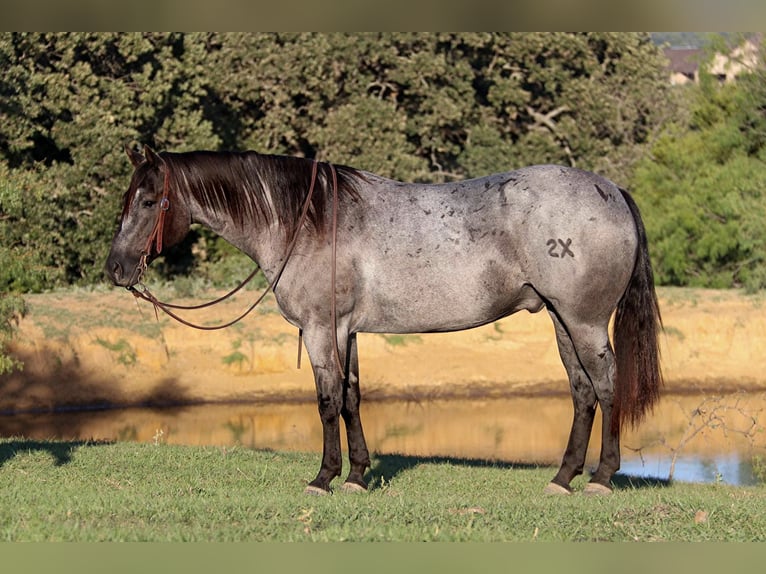 American Quarter Horse Gelding 9 years 15 hh Roan-Blue in Cleburne. TX