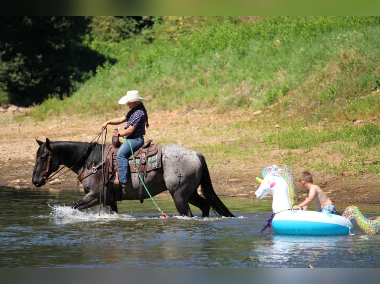 American Quarter Horse Gelding 9 years 15 hh Roan-Blue in Clarion, PA