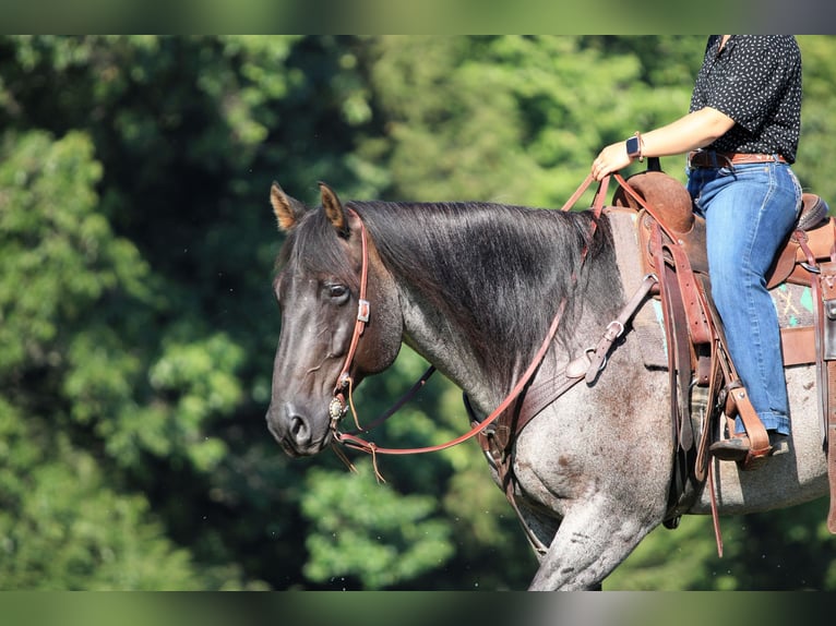 American Quarter Horse Gelding 9 years 15 hh Roan-Blue in Clarion, PA