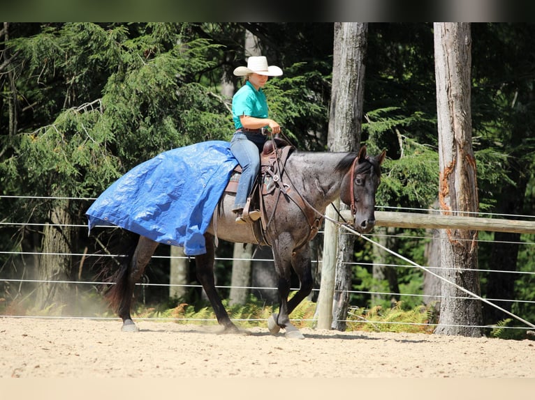 American Quarter Horse Gelding 9 years 15 hh Roan-Blue in Clarion, PA