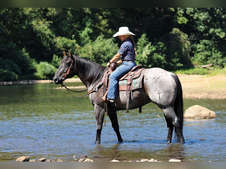 American Quarter Horse Gelding 9 years 15 hh Roan-Blue in Clarion, PA