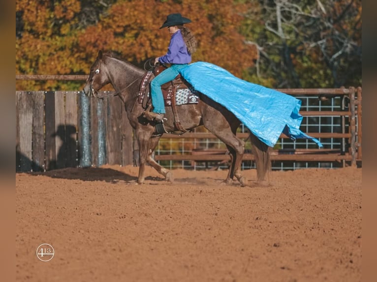 American Quarter Horse Gelding 9 years 15 hh Roan-Red in Weatherford, TX