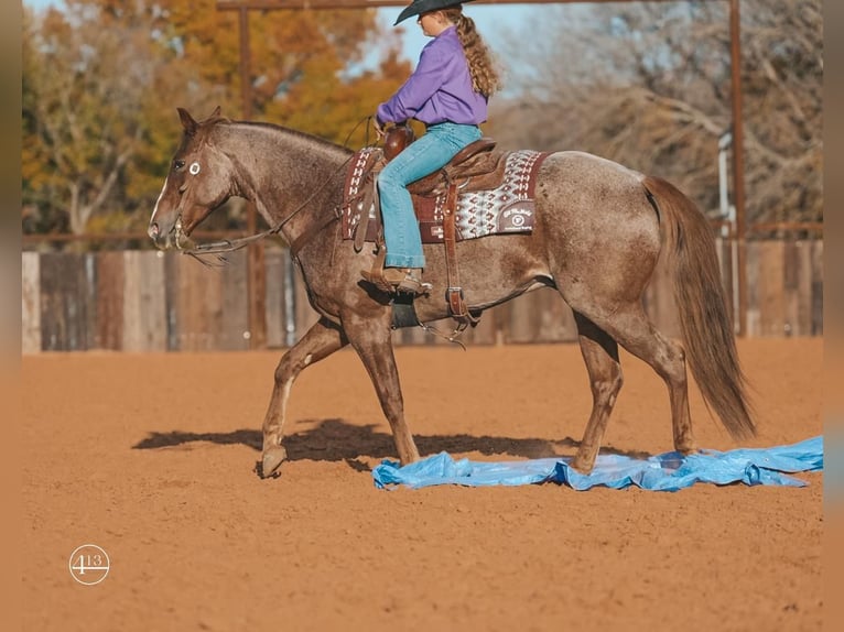 American Quarter Horse Gelding 9 years 15 hh Roan-Red in Weatherford, TX